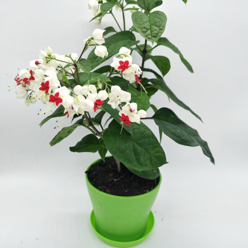 欲静阳台盆栽花卉白花龙吐珠庭院藤本绿植龙吐珠花苗四季好养攀爬植物