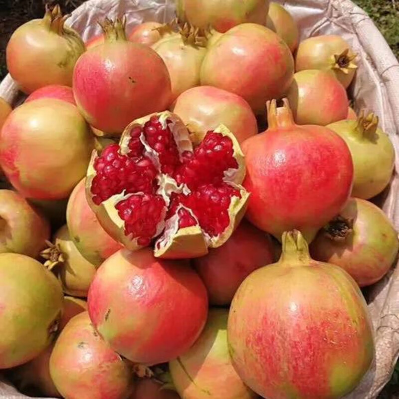 爵妃新鲜现摘山东枣庄冠世榴园薄皮甜石榴枣庄特产大马牙特大石榴水果