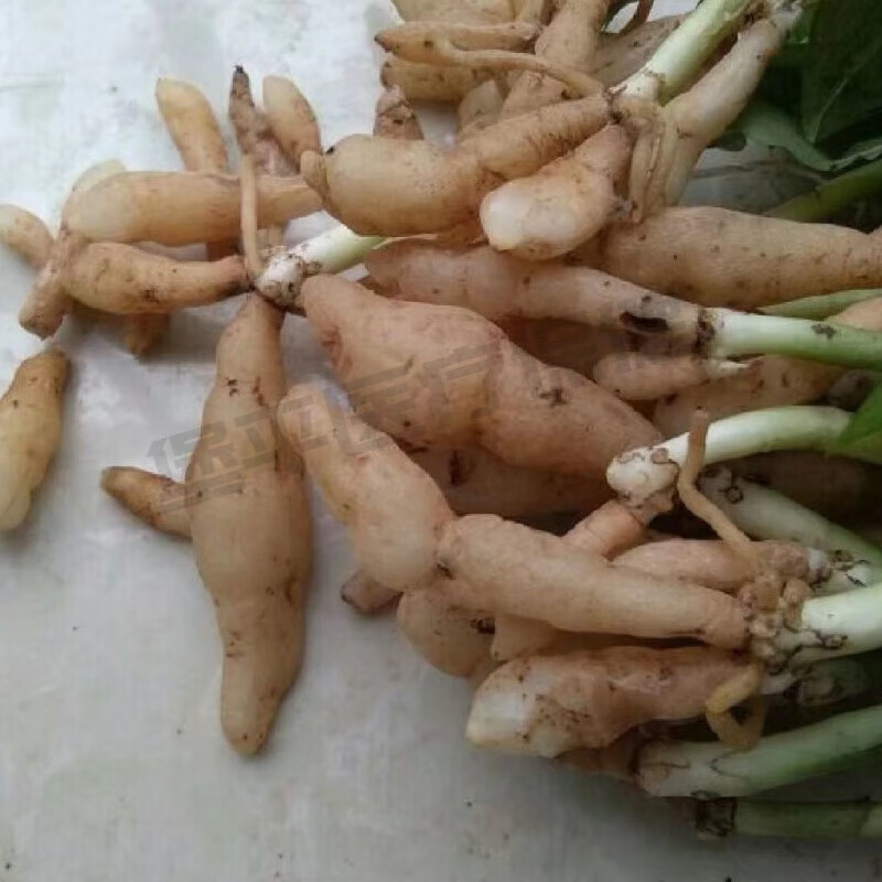 新鲜双肾草种苗带芽  双肾参名贵中草药材草本植物玉凤双肾子 鲜货250