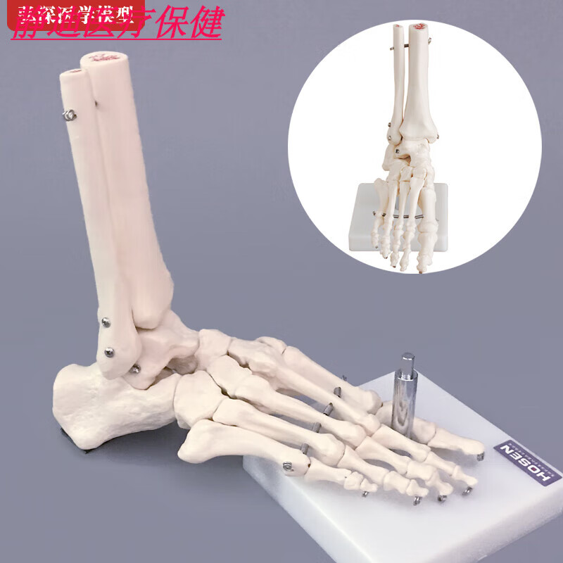 足部解剖模型脚骨模型人体脚踝关节脚掌部骨骼解剖结构足部腓骨科