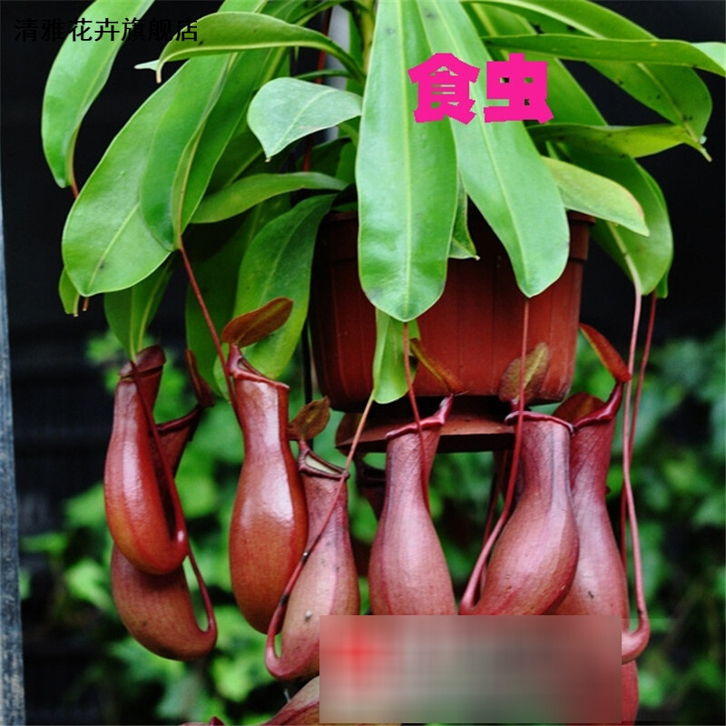 京东查看查询花草林木类历史价格走势|花草林木类价格历史