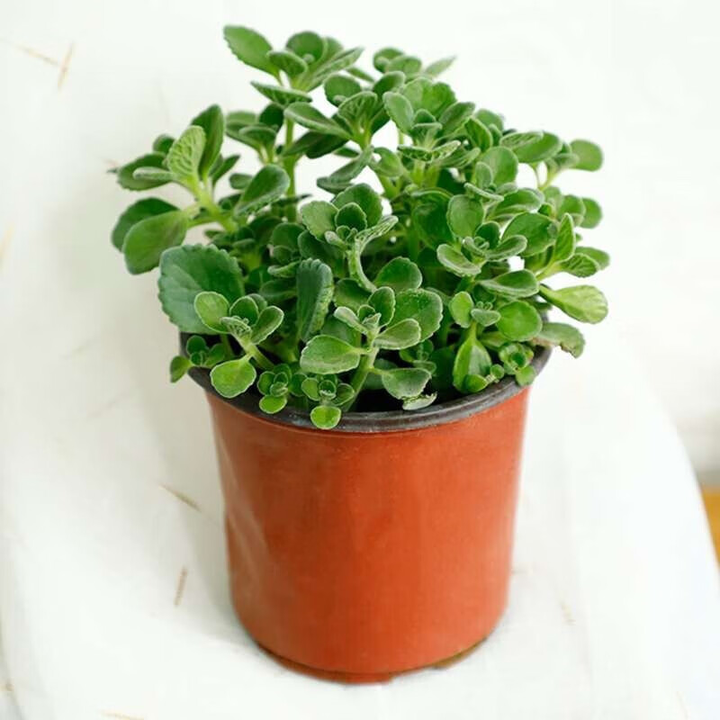 花农氏碰碰香盆栽 香草多肉植物 一抹香花卉绿植盆栽 室内办公室桌面