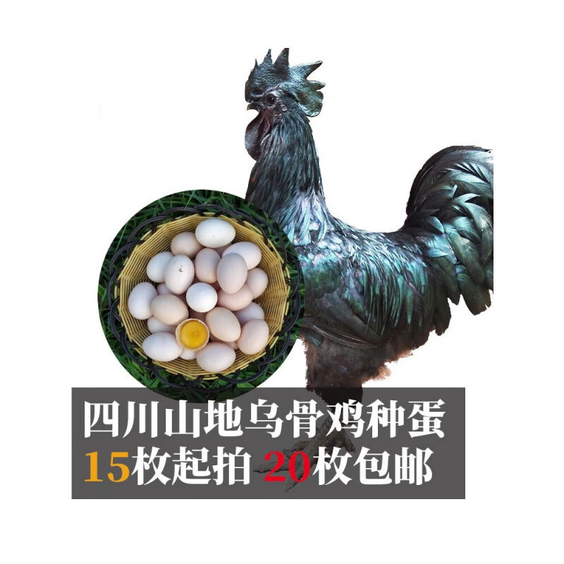 姬卉四川兴文山地乌骨鸡土鸡肉鸡种蛋受精蛋快大黑肉鸡乌鸡五黑可孵化