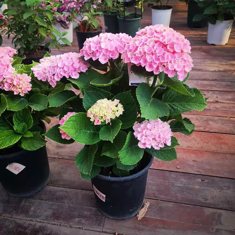 欧悟绣球花苗盆栽四季开花室内植物绿植花卉庭院地栽阳台无尽夏树苗 0无尽夏原土2-4个分枝 原土带叶高性价比高么？