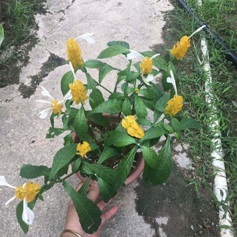 雨花蝶黄金塔苗金苞花盆栽绿植 金包银 黄金宝塔花苗 观赏花 植物