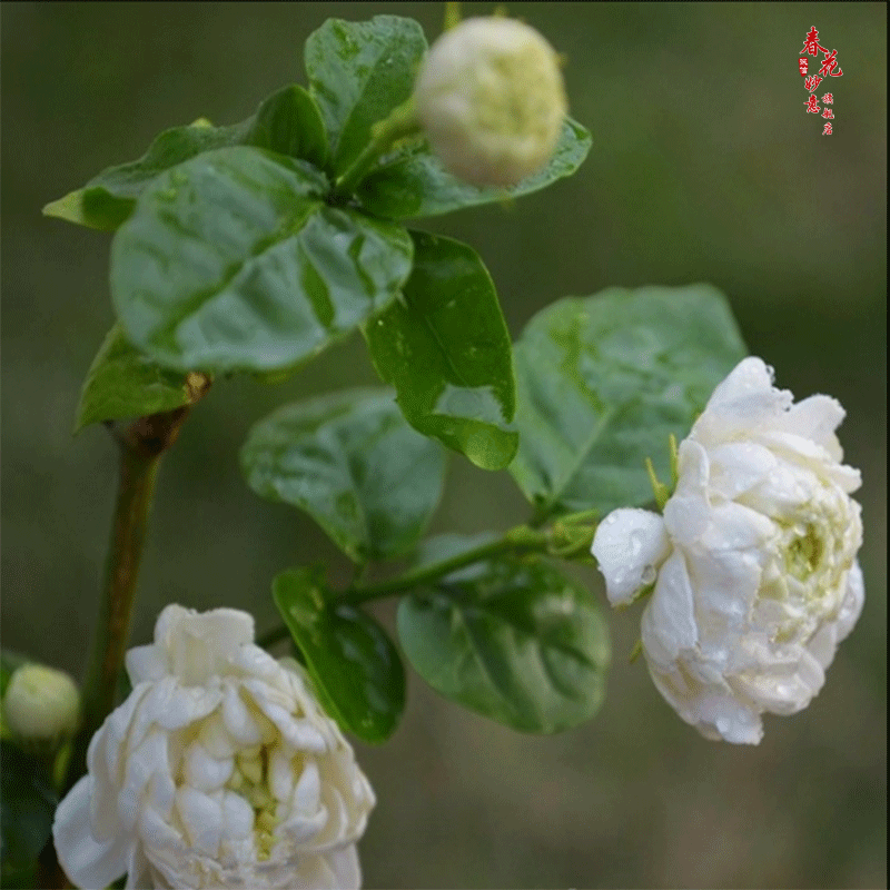 双色茉莉花苗 盆栽虎头白茉莉花卉盆栽 虎头茉莉 默认分类