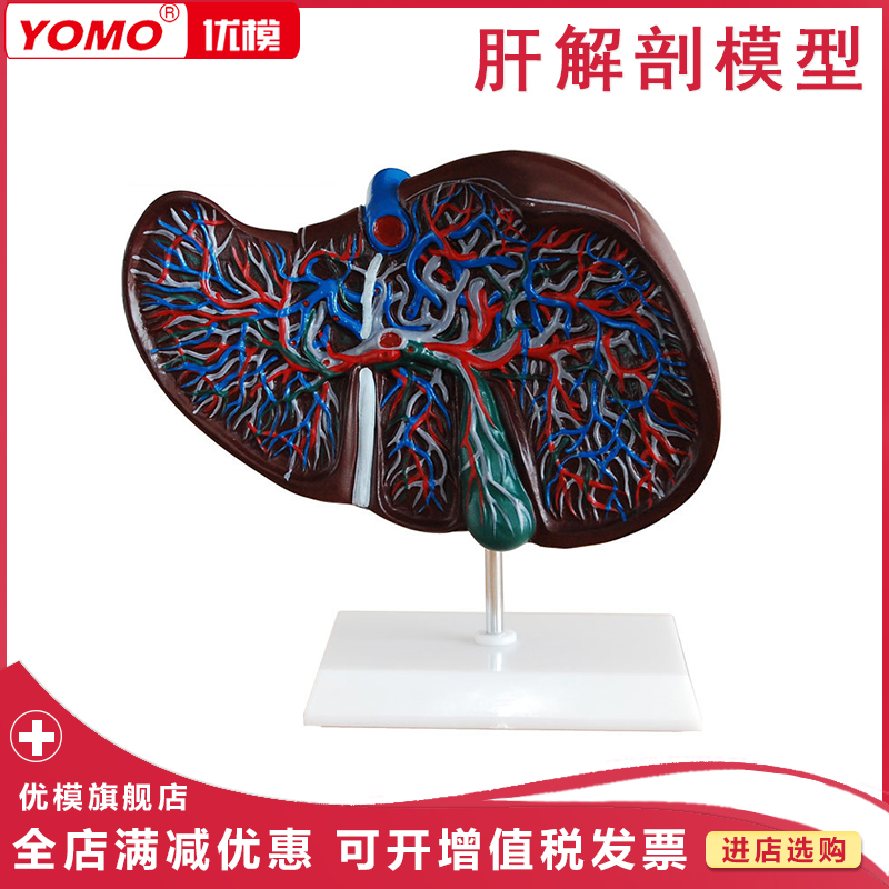 优模 肝胆模型肝解剖模型人体肝脏血管肝胆结构造胆囊