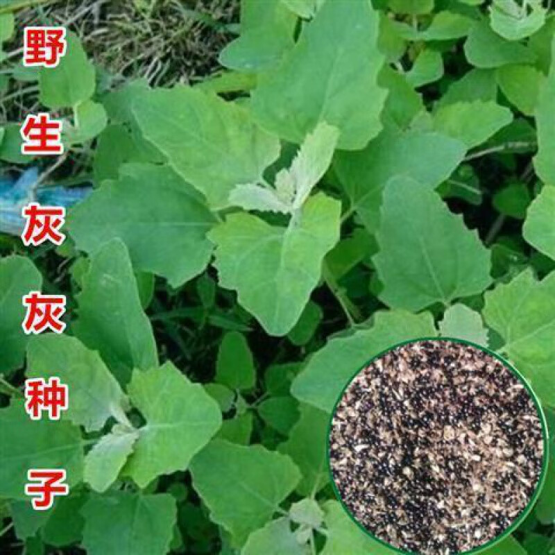 赤卉野生灰灰菜种子阳台盆栽庭院养生菜种子老品种野菜四季播蔬菜种子