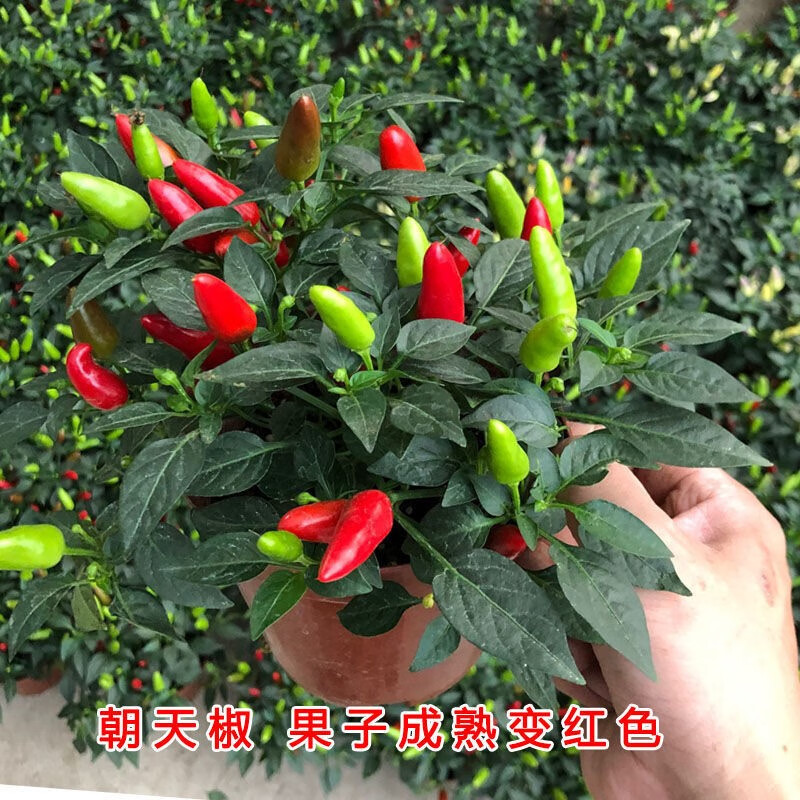 穆淳傲一年四季辣椒树朝天盆栽食用炒菜小树苗结果五彩小米花 朝天椒