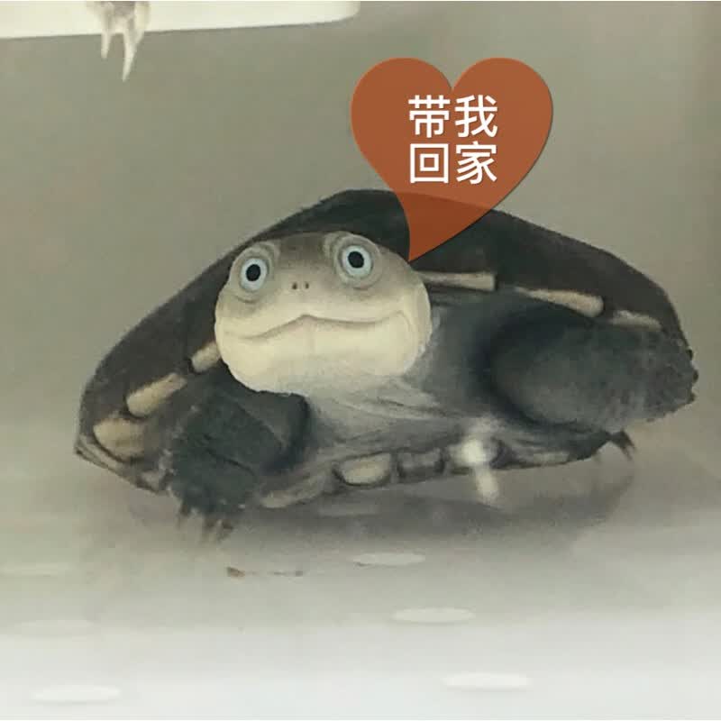 七叶岛沼泽侧颈龟苗宠物活体龟西非侧颈龟深水蛋龟热带微笑脸仰泳小
