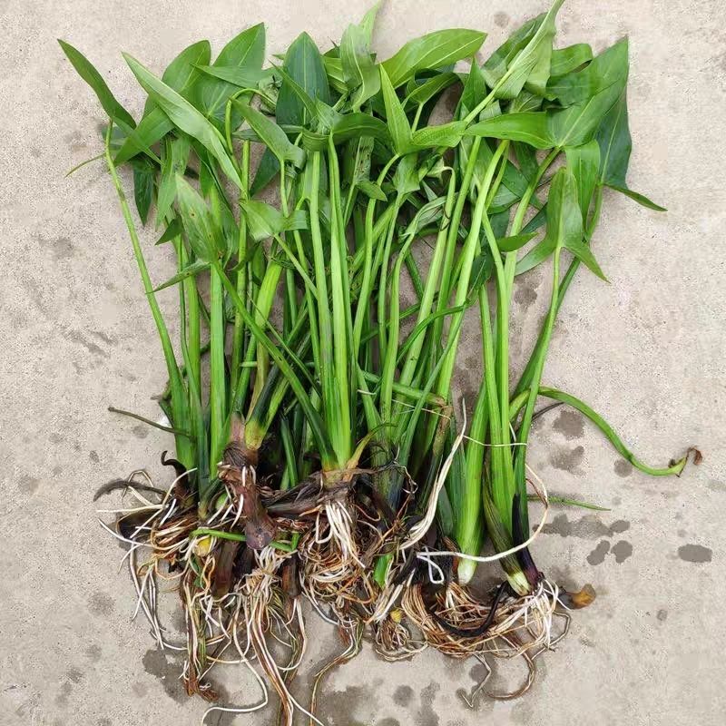水生植物慈姑苗种苗 茨菇苗 慈菇苗 茨菰苗 沼泽过滤池塘净化水质