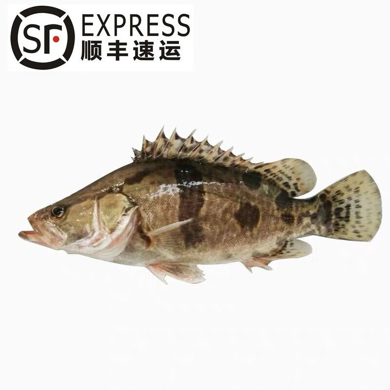 lism淡水鱼生态小桂鱼/鳜鱼/桂花鱼/鳌花鱼 自然长现捕鲜活现杀 500g