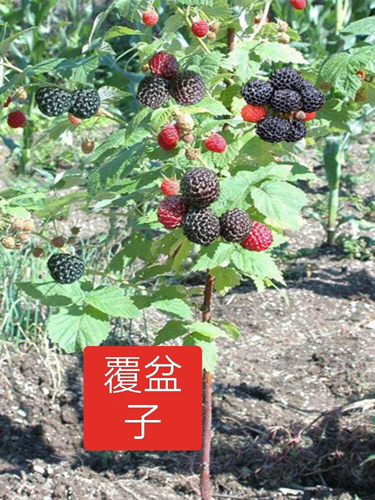 覆盆子草莓树黑草莓树果实甜甜覆盆子树桩现挖四株