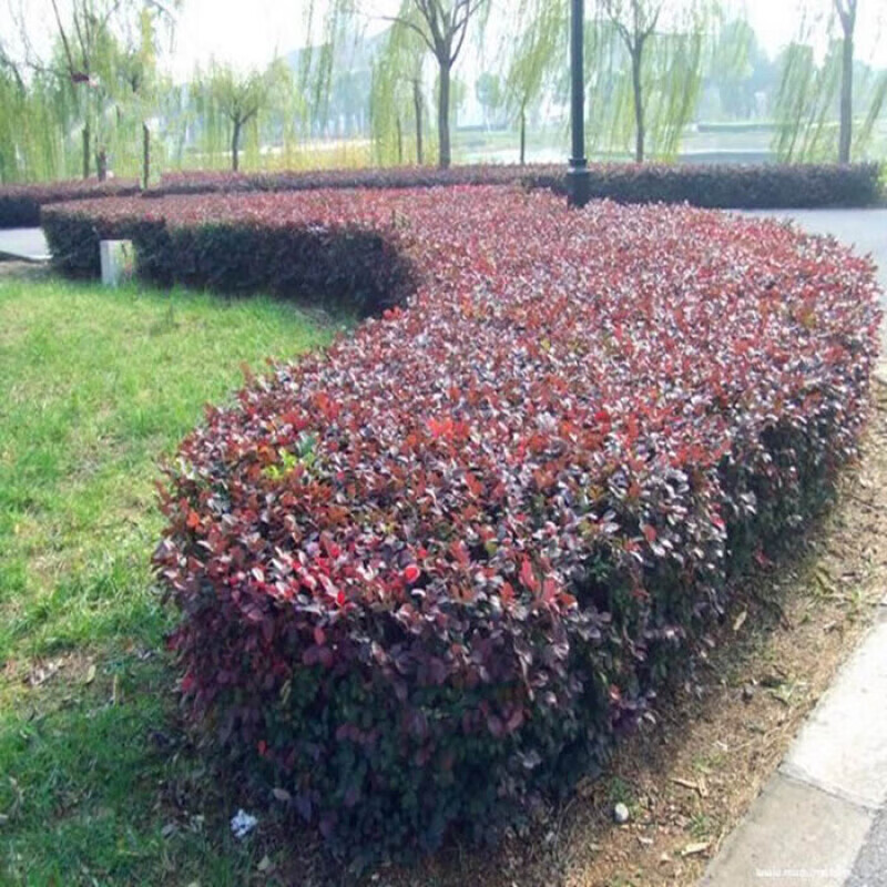 庭院绿化植物四季青红花继木树苗灌木观赏绿篱红花继木球 一件50棵30
