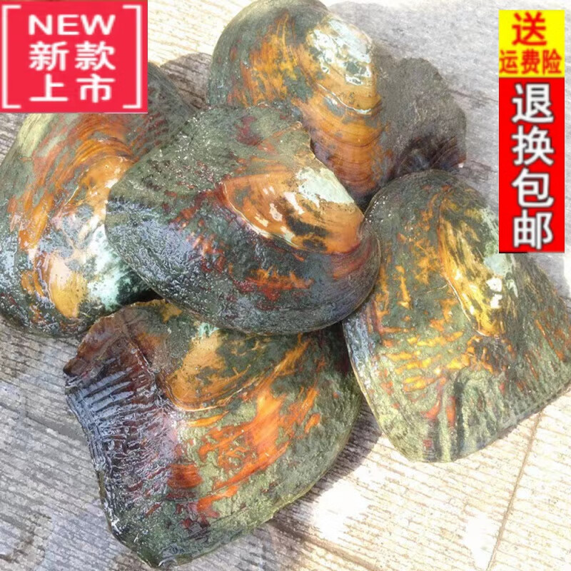 尚洛芙珍珠蚌活蚌自己开 蚌壳淡水河蚌 珍珠盲盒爱迪生取珍珠巨无霸 3年蚌1个(多珠)