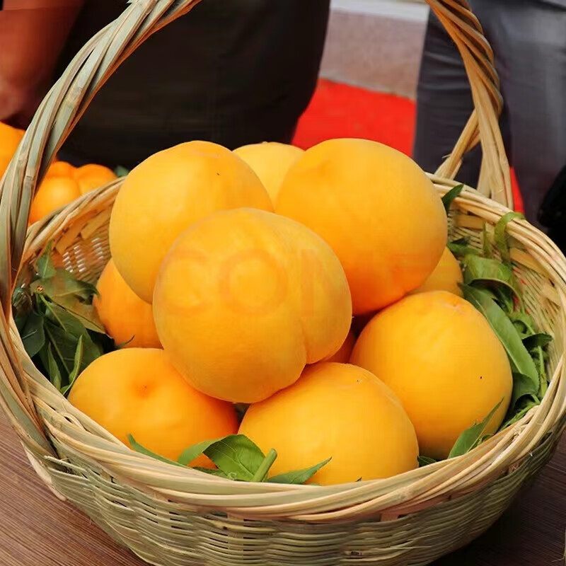 榴王爷蒙阴黄金黄毛 新鲜蜜桃子 当季时令水果 黄毛桃约4.5