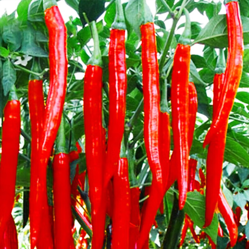 北蔬美人椒种子辣椒苗微辣型 美人椒种子 50粒/袋