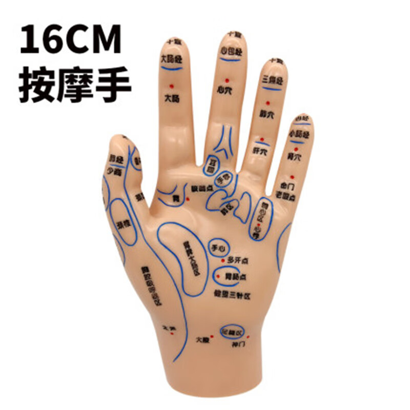 家用清晰软质刻字手部按摩反射区穴位模型手模推拿左手掌背手图 16cm