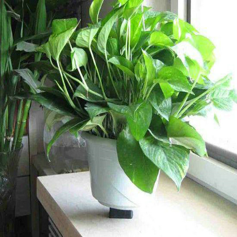 水培绿萝苗 绿植物盆栽 办公室 净化空气 室内盆栽 绿萝一棵