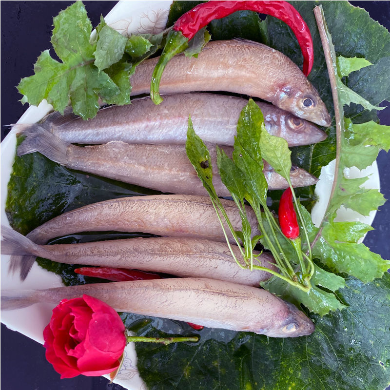 新鲜沙丁鱼冷冻沙尖鱼中大海鲜金色沙钻鱼国产天然沙梭鱼 约10cm约50