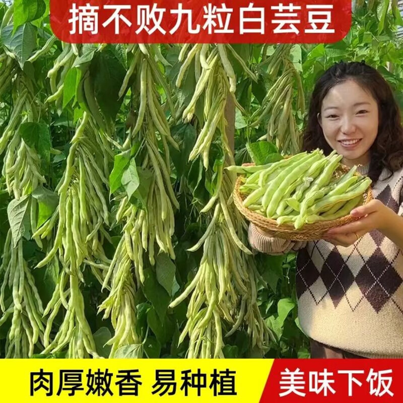 摘不败白不老九粒白芸豆种子四季豆种籽豇豆四季蔬菜豆角种子大全 九