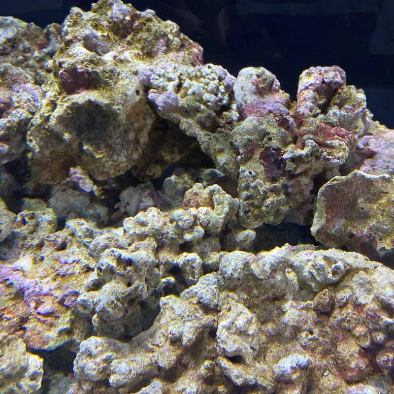 虹弦见免爆藻活石新鲜高钙深海活石海水缸鱼缸开缸造景多孔微生物集聚