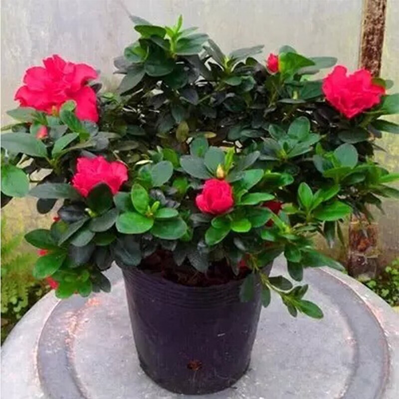 四季花卉办公室内阳台桌面家居摆放耐寒植物 红色杜鹃【原装盆土】