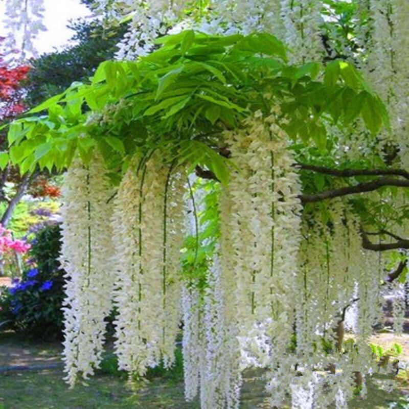 多花紫藤花苗爬藤植物紫藤紫藤萝 紫藤树苗绿植盆栽花卉 本白玉藤 二