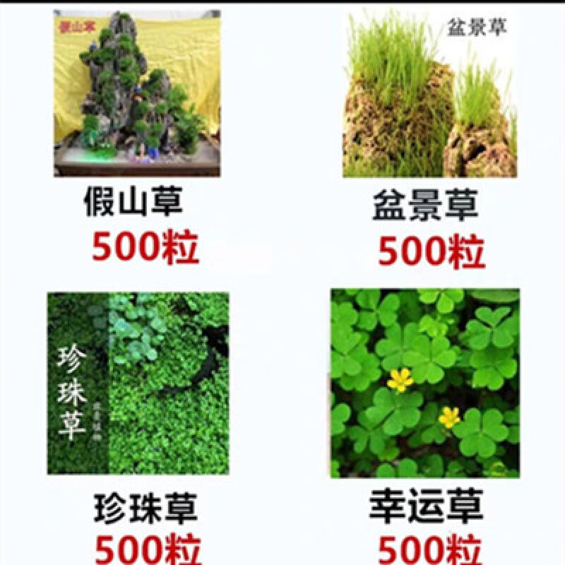 瑰季四季假山草种子 造盆景珍珠草种子 草籽上水石植物易活 适合大型假山4包草籽