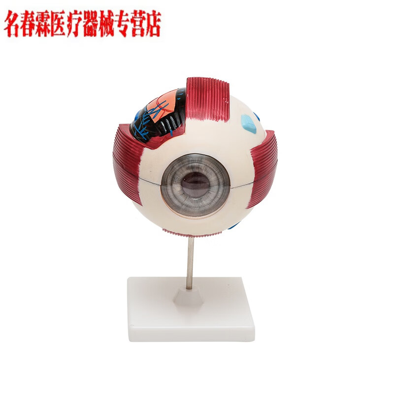 人体感觉器眼球解剖模型 人体器官眼球模型可拆卸眼构造解剖模型