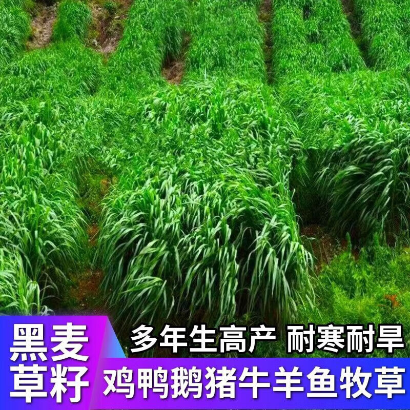 萌蕴(mengyun)黑麦草新鲜牧草种子进口多年生四季种植养牛羊鸡鸭鹅鱼