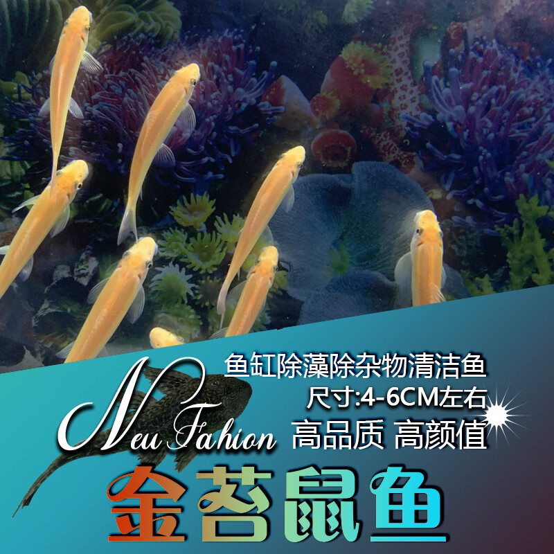 杂袍孔雀鱼精品观赏鱼活体鱼小型热带鱼灯科鱼斑马鱼淡水冷水 金色