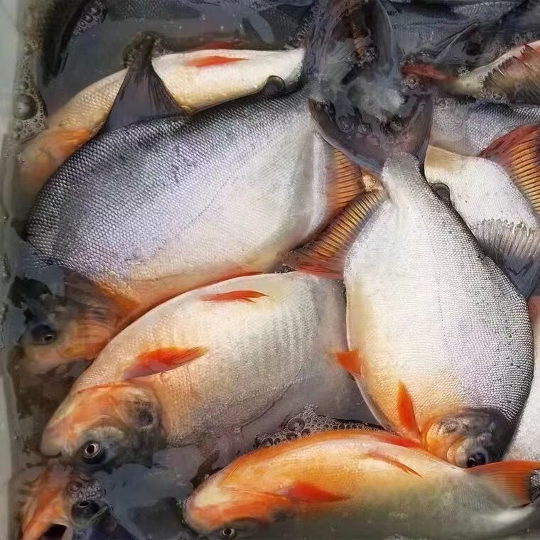 淡水鲳鱼苗批发淡水白鲳鱼苗淡水红鲳鱼苗好养易活淡水鱼耐养 优质