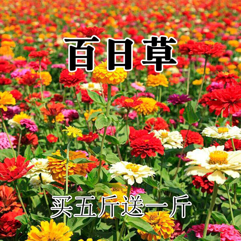 韵久百日草种子批发四季播种易成活开花庭院阳台盆栽混色百日菊花种籽