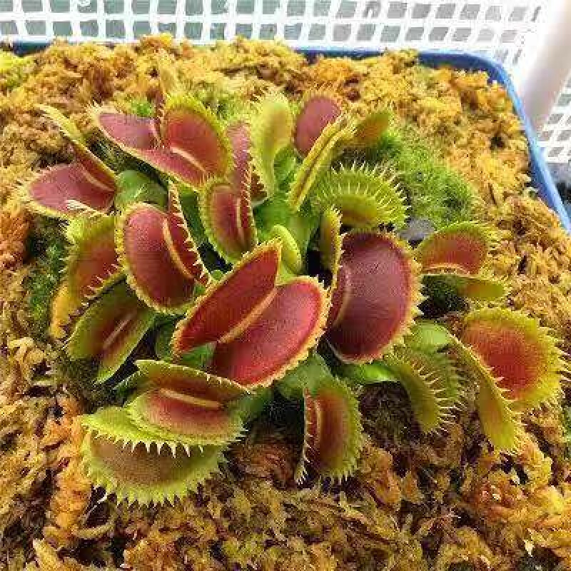 月娥现货云仓发货捕蝇草食虫植物食蚊草超大苗绿植盆栽室内阳台食人花