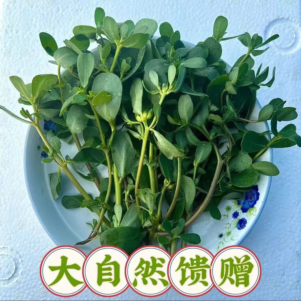 新鲜马齿苋野菜马蜂菜长命菜长寿菜整棵马齿苋带根五行草 2斤