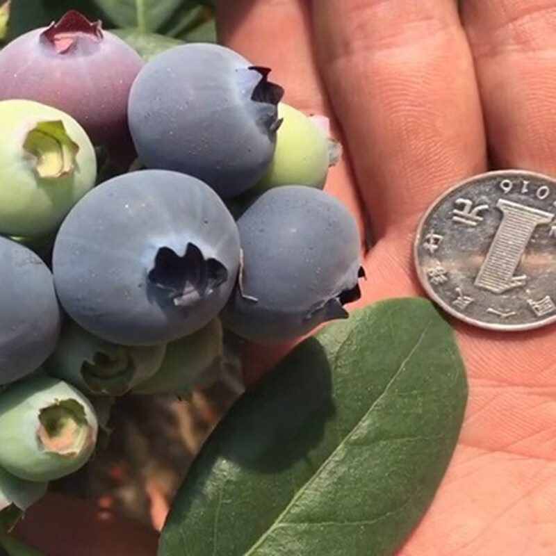 蓝莓苗盆栽南方北方四季阳台水果树种植庭院各种果树果苗当年结果
