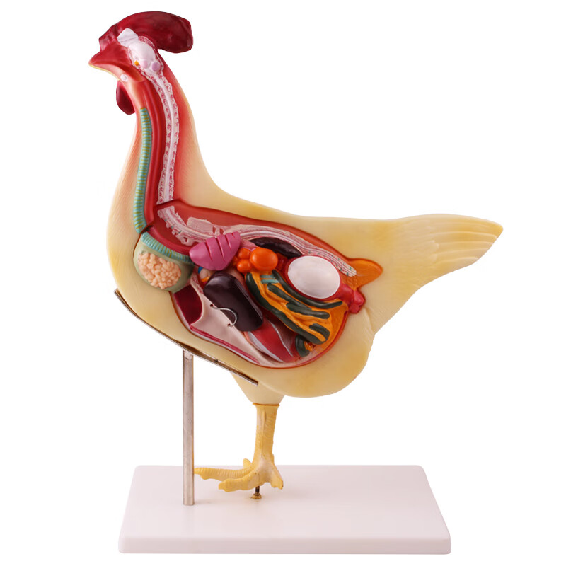 鸡解剖模型 生物教学演示教具家禽解剖学兽医可拆卸半面横切仿真模型