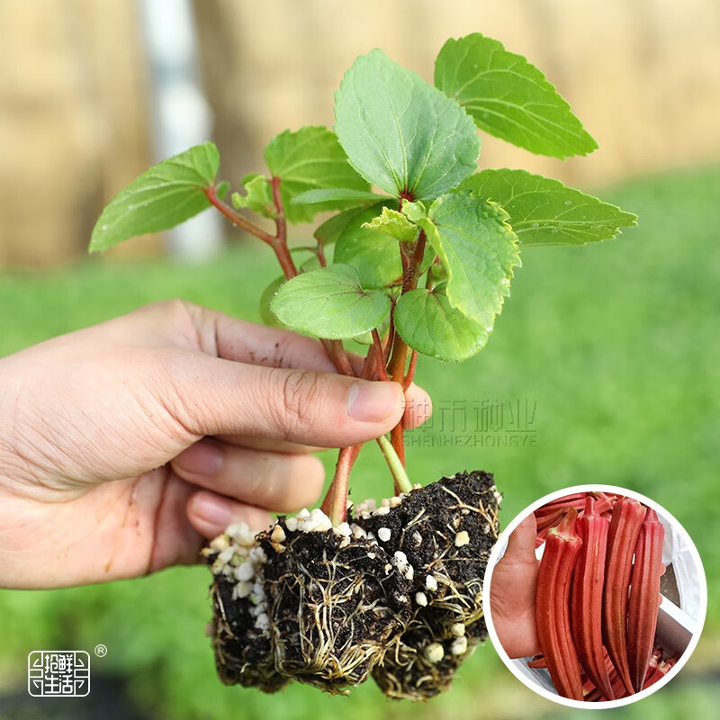 神禾 春季菜苗秧蔬菜苗子批发寿光种苗室内盆栽种植 红秋葵苗6棵