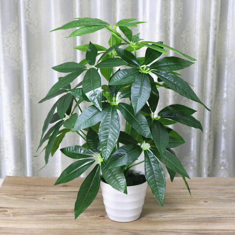 60cm发财树(白盆 青苔)