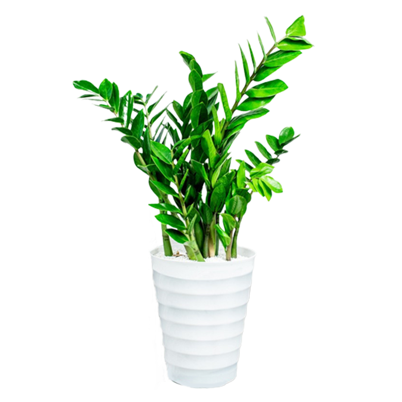 ���ڲ��������Ž�Ǯ�����Ի����ļ��׻�������ڻ�����ֲ������в�ҡǮ�������� 15-20cm/5-7��(������)