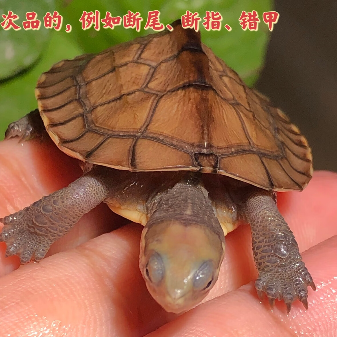 南石龟石南石苗安南龟玛塔龟亚巨苗安布红面蛋龟黄喉似水 【次品两个