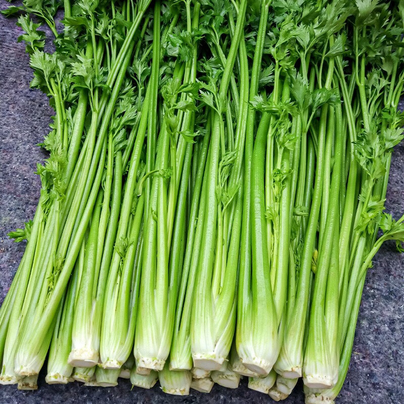 种子西芹香秋四季播种蔬菜种子家庭种植阳台菜籽种 山东章丘鲍芹种子