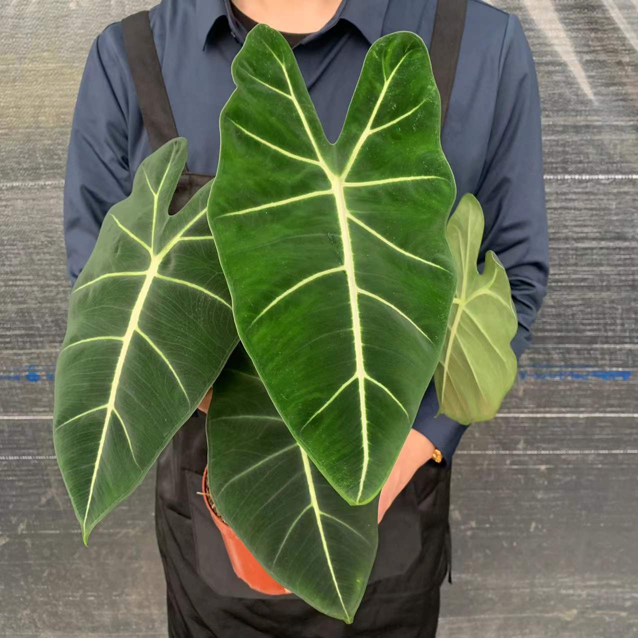 绿天鹅海芋天鹅绒竹芋稀有特级进口室内阳台庭院热植入