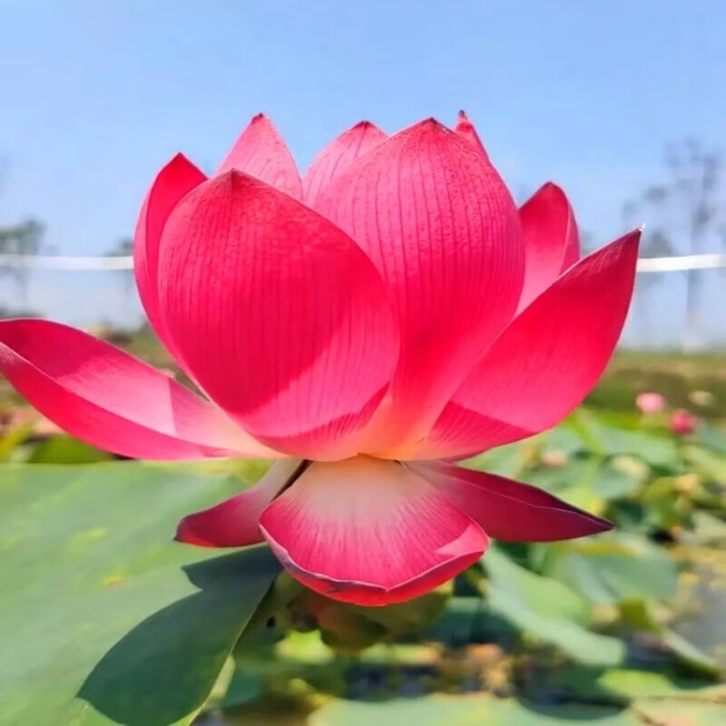 青上青荷花种苗 荷花盆栽 莲藕种苗 碗莲藕苗 莲花种苗 观赏荷花种藕