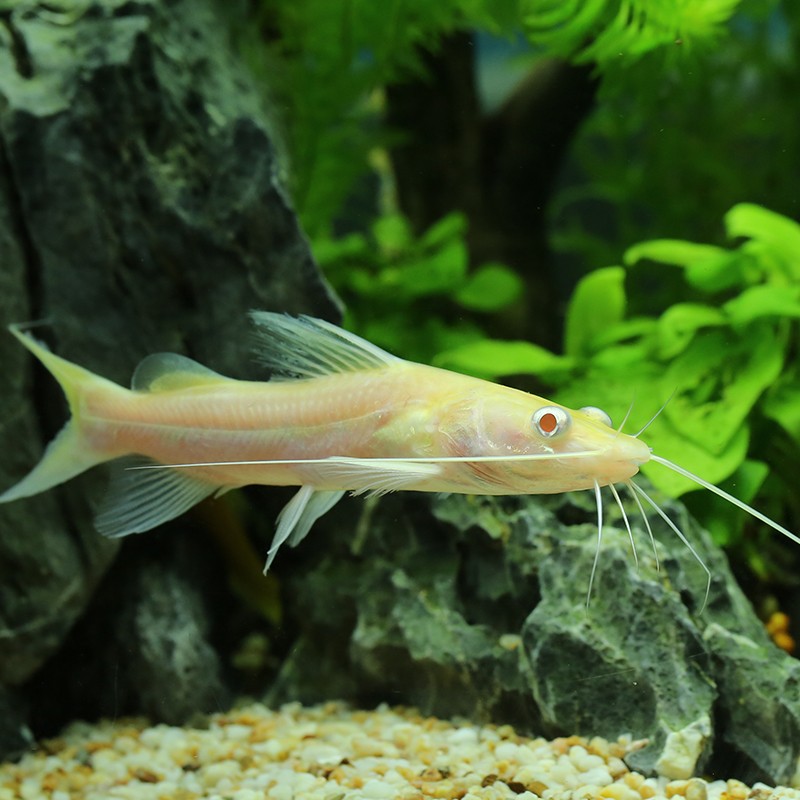 招财猫狗仔鲸红尾鲶鱼底层鱼热带观赏鱼活体大型鱼龙鱼配鱼sqianpet