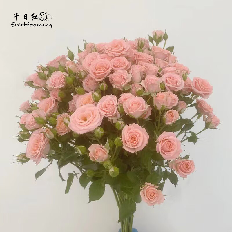 千日红(everblooming)千日红 露露公主多头蔷薇粉色玫瑰家庭插花女友