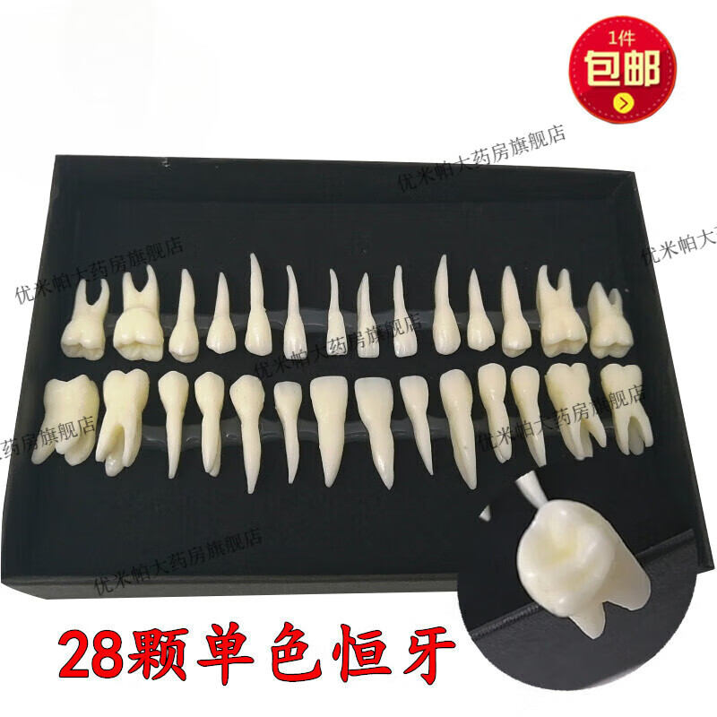鱼跃(yuwell) 牙科仿真离体牙模型恒牙模型 认识牙齿 28颗雕牙全口