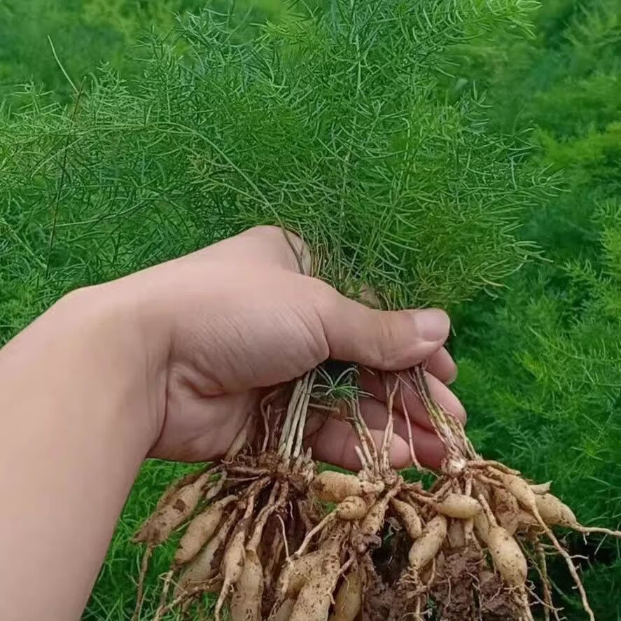 江影清云南良种大天冬苗天门冬种植基地苗场盆栽苗现挖现发 正宗云南