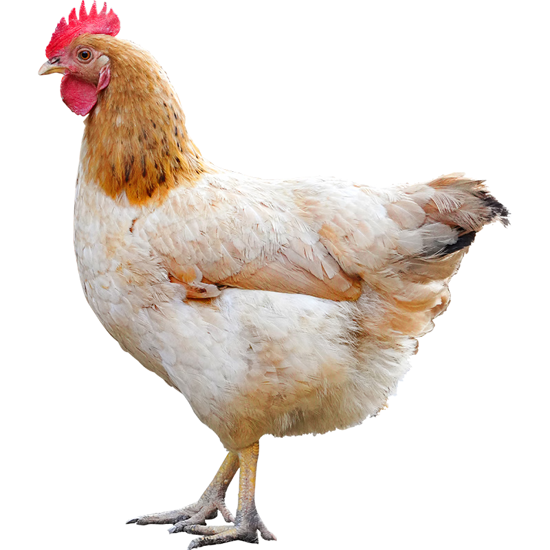 �ʿ����ɢ����ĸ�� ��ֻ����1.6�Ｐ����*2ֻ ������������Դͷֱ�� 196Ԫ